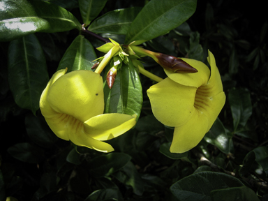 APII jpeg image of Allamanda cathartica  © contact APII