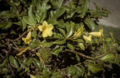 APII jpeg image of Allamanda neriifolia  © contact APII