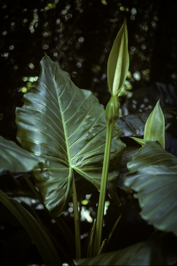 APII jpeg image of Alocasia brisbanensis  © contact APII