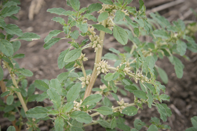 APII jpeg image of Amaranthus macrocarpus  © contact APII