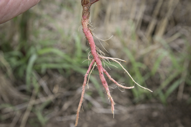 APII jpeg image of Amaranthus macrocarpus  © contact APII