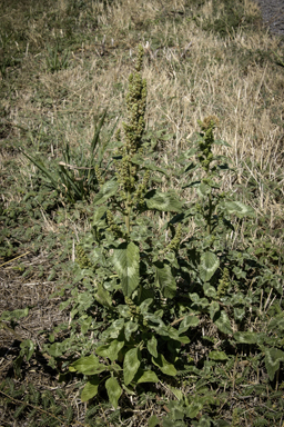 APII jpeg image of Amaranthus retroflexus  © contact APII