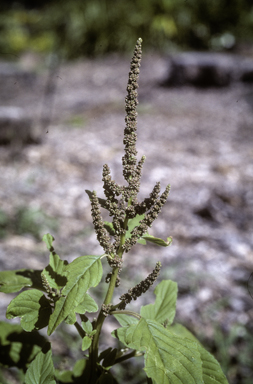 APII jpeg image of Amaranthus viridis  © contact APII