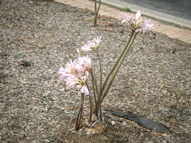 APII jpeg image of Amaryllis belladonna  © contact APII