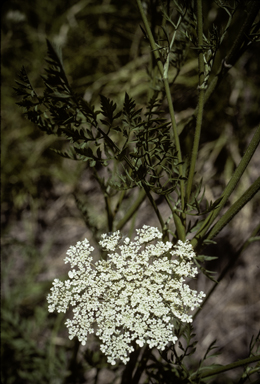 APII jpeg image of Ammi majus  © contact APII