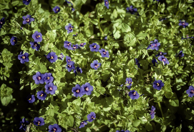 APII jpeg image of Lysimachia arvensis subsp. caerulea  © contact APII