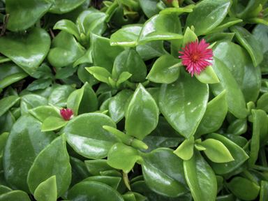 APII jpeg image of Mesembryanthemum cordifolium  © contact APII