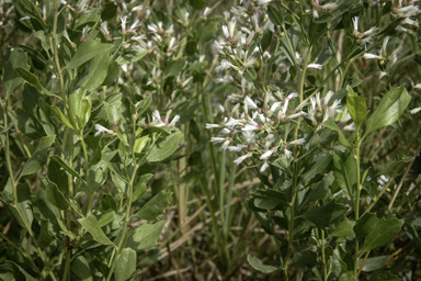 APII jpeg image of Baccharis halimifolia  © contact APII