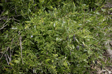 APII jpeg image of Billardiera heterophylla  © contact APII