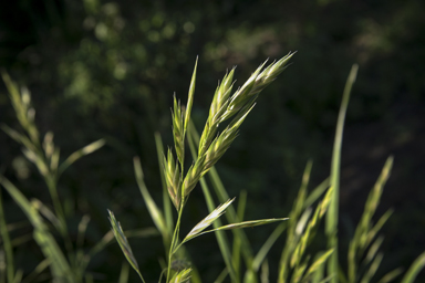 APII jpeg image of Bromus catharticus  © contact APII