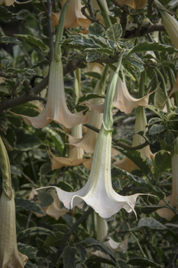 APII jpeg image of Brugmansia x candida  © contact APII