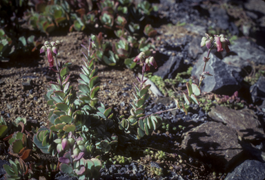 APII jpeg image of Bryophyllum fedtschenkoi  © contact APII