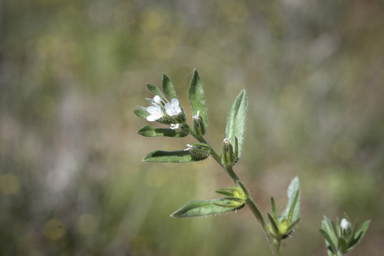 APII jpeg image of Buglossoides arvensis  © contact APII