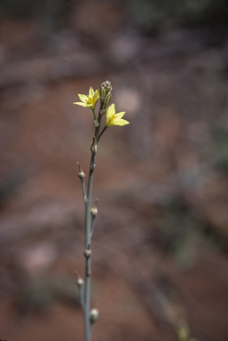 APII jpeg image of Bulbine bulbosa  © contact APII