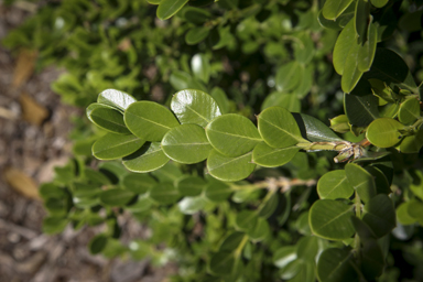 APII jpeg image of Buxus sempervirens  © contact APII