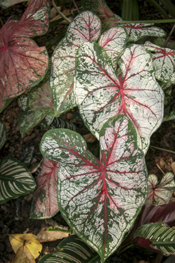 APII jpeg image of Caladium bicolor  © contact APII