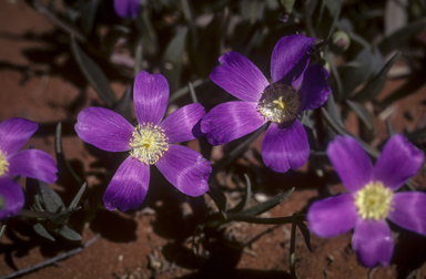 APII jpeg image of Calandrinia balonensis  © contact APII