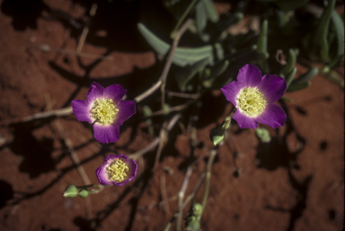 APII jpeg image of Calandrinia balonensis  © contact APII