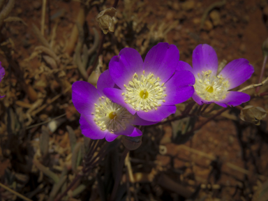 APII jpeg image of Calandrinia polyandra  © contact APII