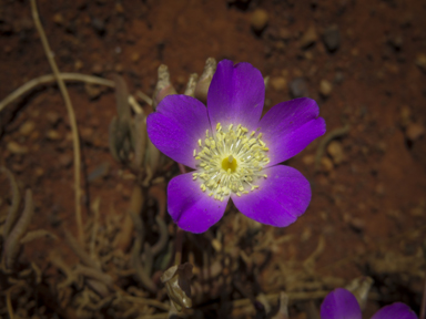 APII jpeg image of Calandrinia polyandra  © contact APII