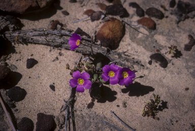 APII jpeg image of Calandrinia polyandra  © contact APII