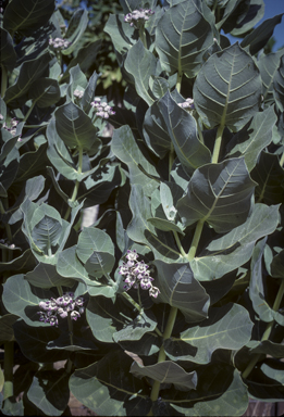 APII jpeg image of Calotropis procera  © contact APII