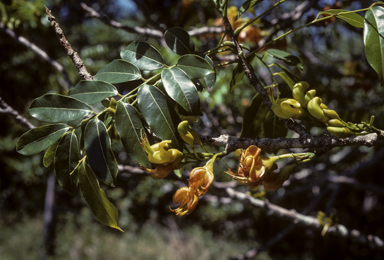 APII jpeg image of Castanospermum australe  © contact APII