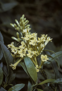 APII jpeg image of Cestrum parqui  © contact APII