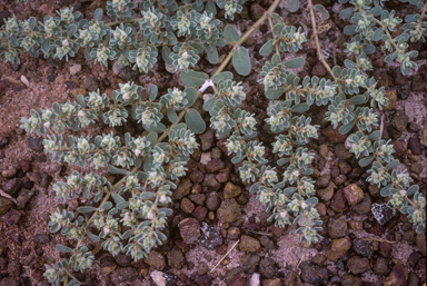 APII jpeg image of Euphorbia australis  © contact APII