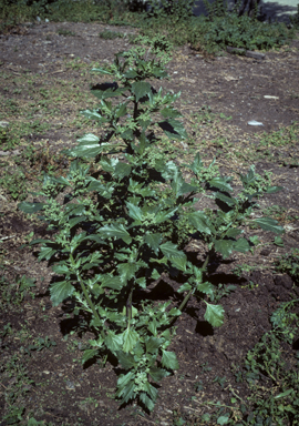 APII jpeg image of Chenopodium murale  © contact APII