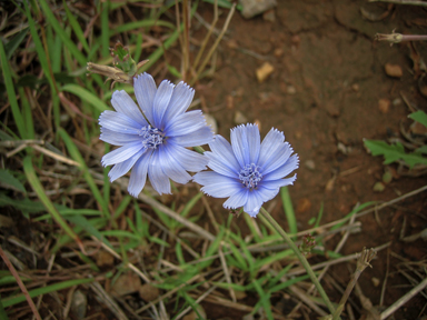 APII jpeg image of Cichorium intybus  © contact APII