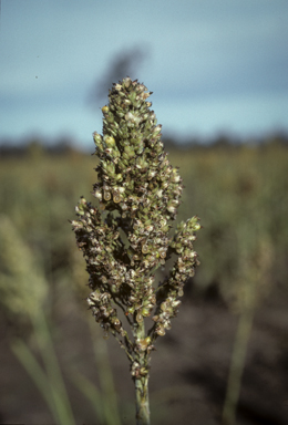 APII jpeg image of Sorghum bicolor  © contact APII