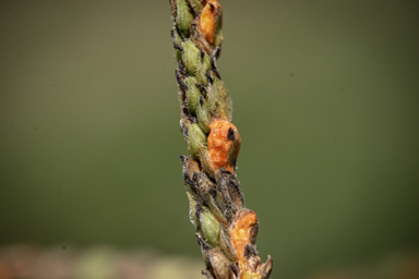 APII jpeg image of Paspalum urvillei  © contact APII