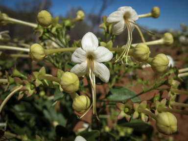 APII jpeg image of Clerodendrum floribundum  © contact APII