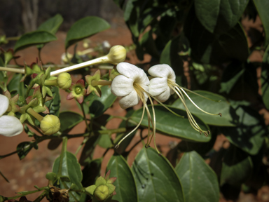 APII jpeg image of Clerodendrum floribundum  © contact APII