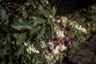 APII jpeg image of Clethra arborea  © contact APII