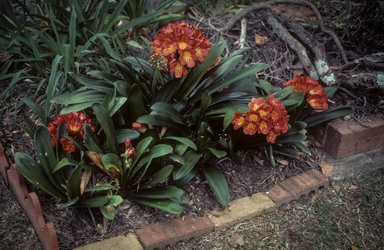 APII jpeg image of Clivia miniata  © contact APII