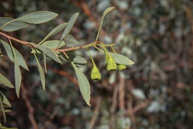 APII jpeg image of Codonocarpus cotinifolius  © contact APII