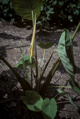 APII jpeg image of Colocasia esculenta  © contact APII