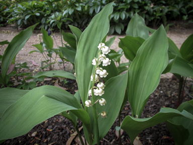 APII jpeg image of Convallaria majalis  © contact APII