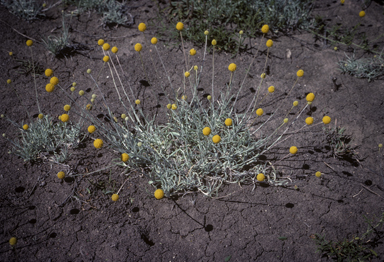 APII jpeg image of Pycnosorus chrysanthus  © contact APII