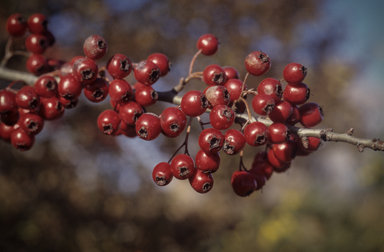 APII jpeg image of Crataegus monogyna  © contact APII