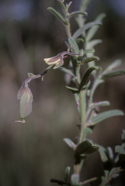 APII jpeg image of Crotalaria alata  © contact APII