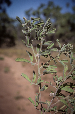 APII jpeg image of Crotalaria aridicola subsp. aridicola  © contact APII