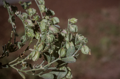 APII jpeg image of Crotalaria crispata  © contact APII