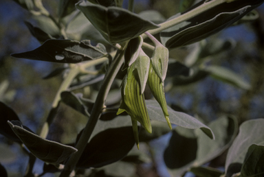 APII jpeg image of Crotalaria cunninghamii subsp. cunninghamii  © contact APII