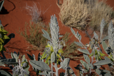 APII jpeg image of Crotalaria cunninghamii subsp. sturtii  © contact APII