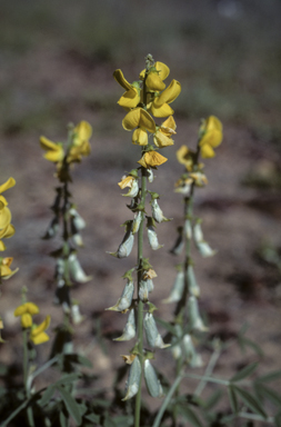 APII jpeg image of Crotalaria dissitiflora subsp. dissitiflora  © contact APII