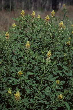 APII jpeg image of Crotalaria goreensis  © contact APII