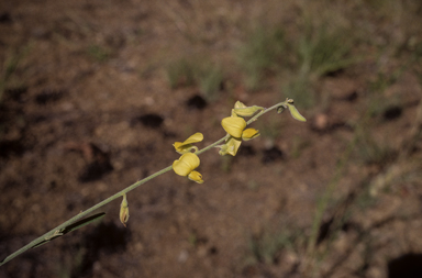 APII jpeg image of Crotalaria juncea  © contact APII